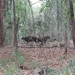 Heaven in the Wild Kanha Tiger Reserve